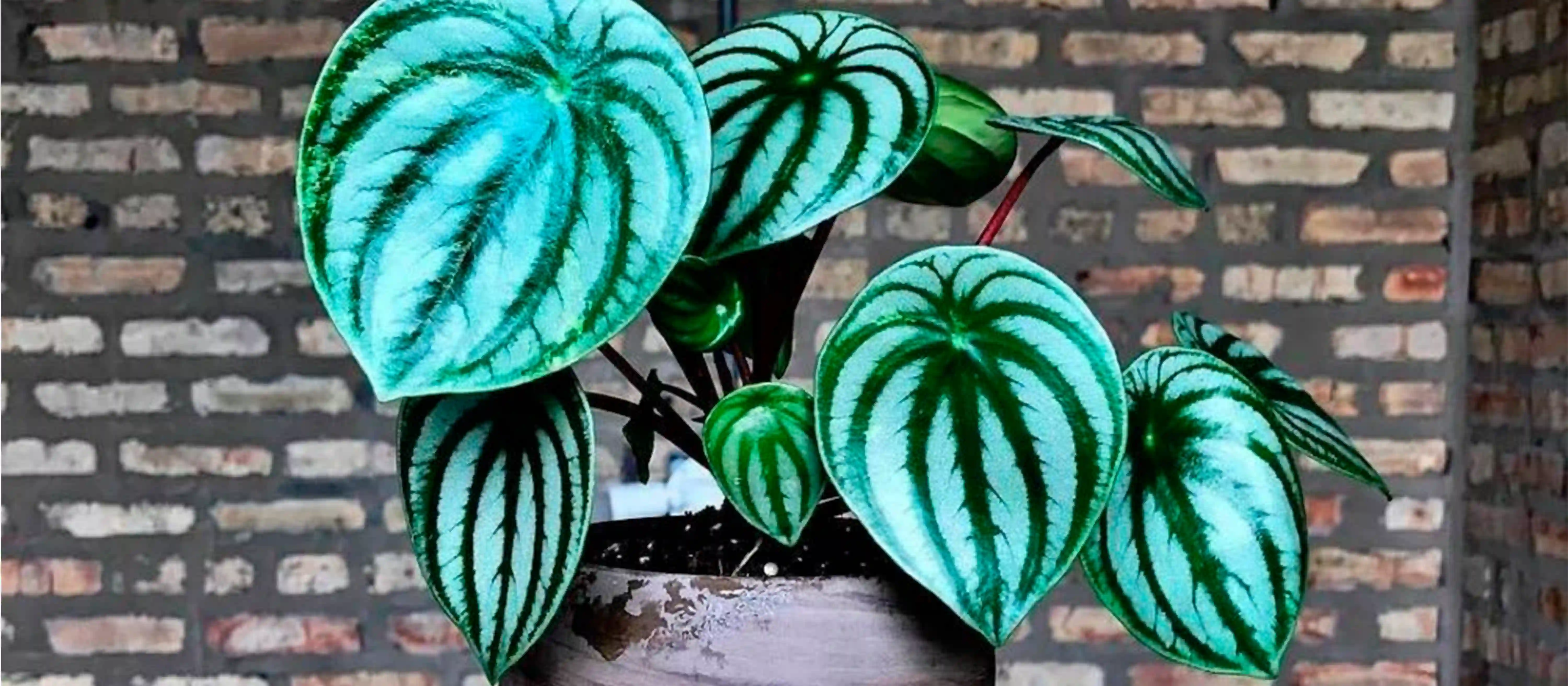 Пеперомия (Peperomia)