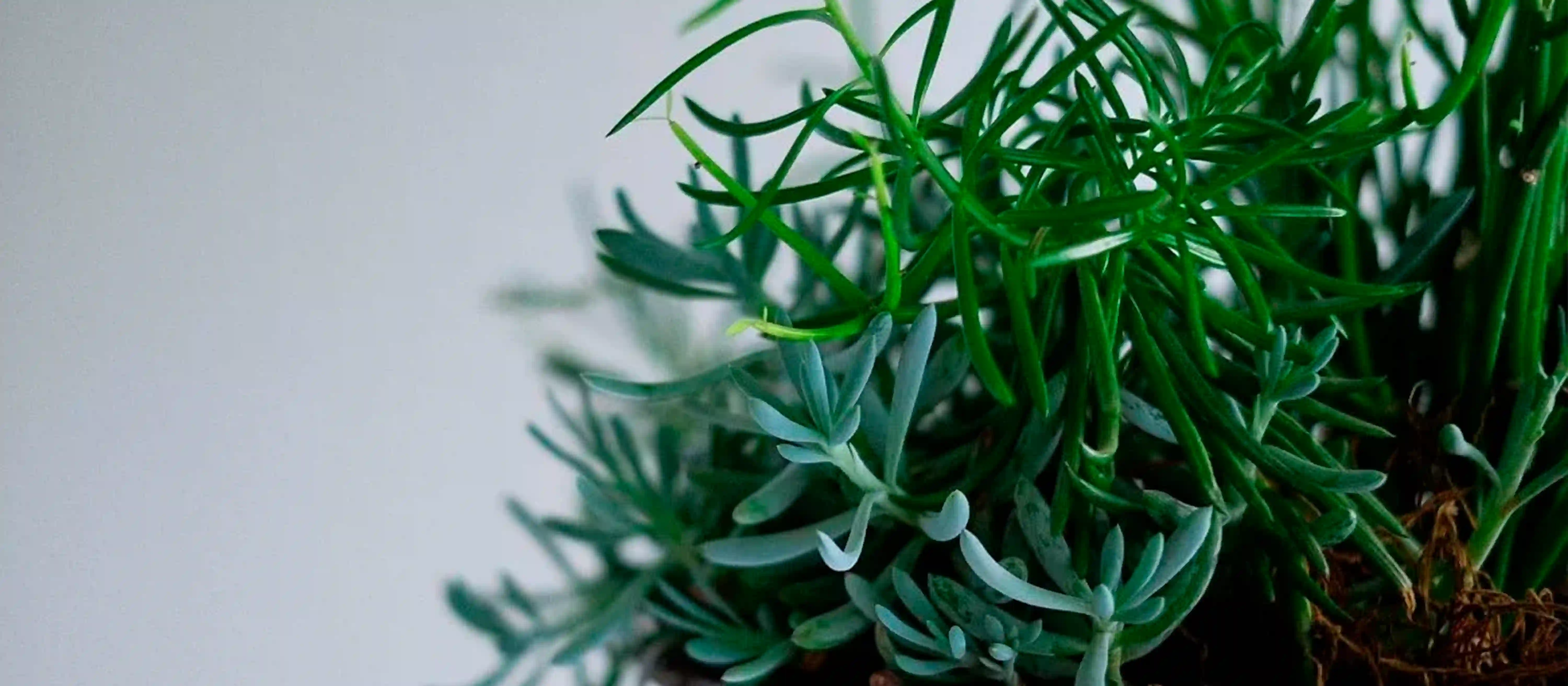 Розмарин (Rosmarinus officinalis)